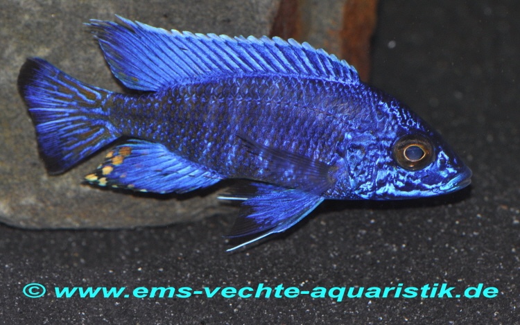 Aulonocara stuartgranti 'Chilumba'